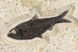 Wide Green River Fossil Fish Mural With Huge Priscacara #151926-2